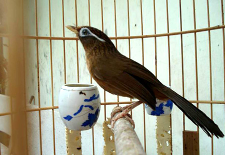 Chim Họa mi - Đặc điểm, cách chọn chim và cách nuôi