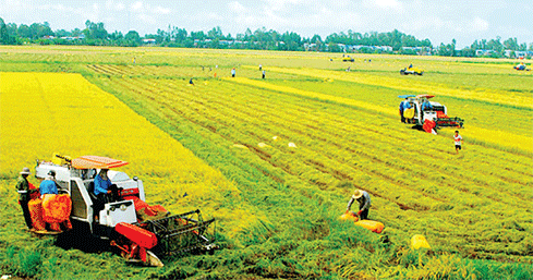 Hội thảo mô hình cánh đồng mẫu lúa lai ở Quỳ Hợp - Đài phát thanh và truyền  hình Nghệ An