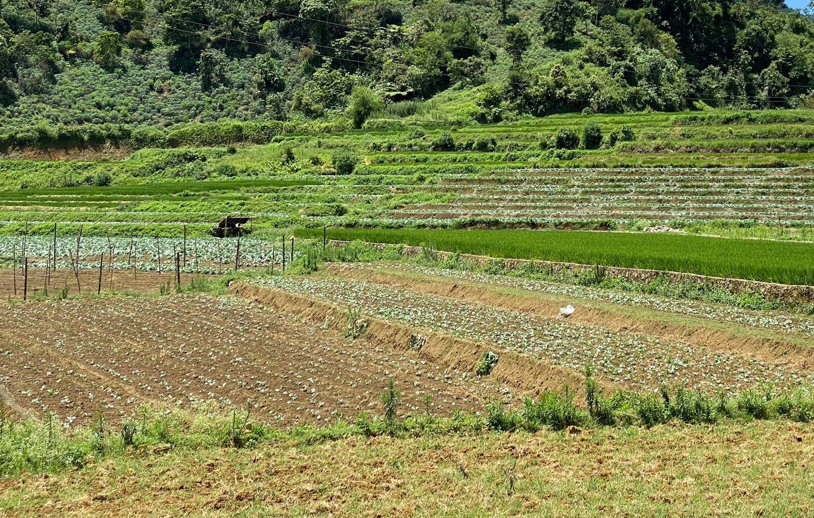 Ứng dụng công nghệ giúp nông nghiệp Sơn La phát triển
