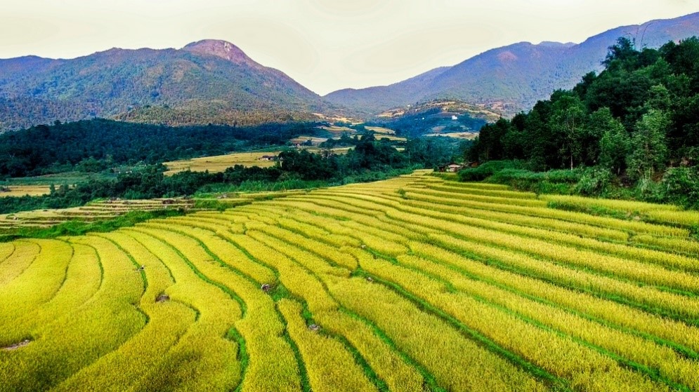 Hội mùa vàng sẽ trở thành sản phẩm du lịch đặc trưng của huyện Bình Liêu, Quảng Ninh (Ảnh: Báo Quảng Ninh