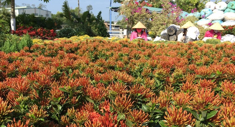 Phát triển làng hoa cảnh tại vùng ngoại ô TP Cần Thơ để thu hút khách du lịch - Ảnh K. Vân