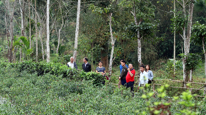 Hà Giang còn nhiều tiềm năng để phát triển kinh tế rừng