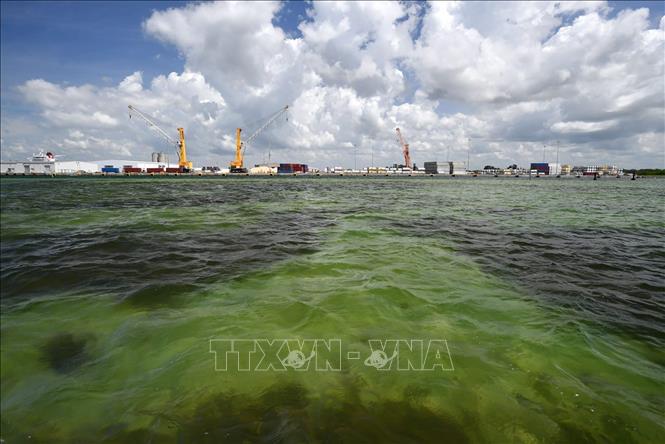 Hồ chứa nước thải ở Vịnh Tampa, gần cảng Manatee, bang Florida, Mỹ. Ảnh: Herald-Tribune/TTXVN