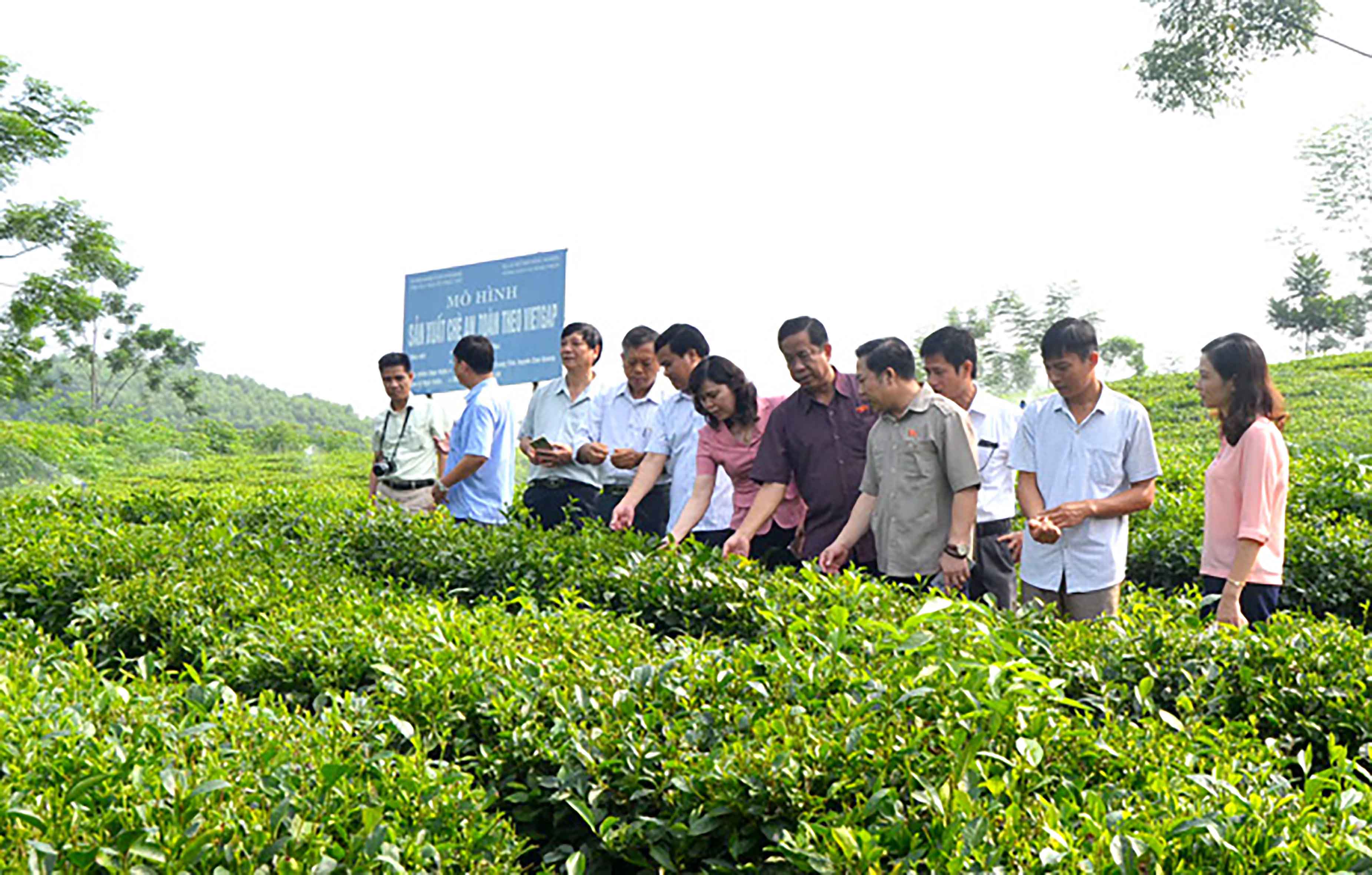 	Đoàn giám sát Ủy ban Về các vấn đề xã hội thăm mô hình trồng chè theo tiêu chuẩn Vietgap ở thôn Trung Long, xã Trung Yên, huyện Sơn Dương, Tuyên Quang Ảnh: Huy Hoàng