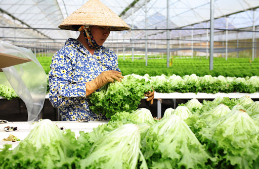 Huyện Gia Lâm đã hình thành 18 chuỗi liên kết tiêu thụ sản phẩm nông nghiệp chủ lực. Nguồn: ITN