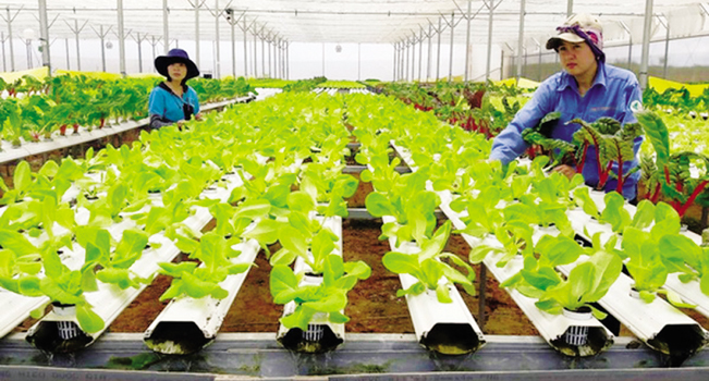 	Hà Nội đảm bảo phát triển kinh tế trang trại hiệu quả