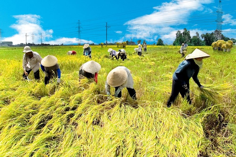 Đồng Nai đã chuyển đổi 3.054,14 ha đất trồng lúa sang cây ăn trái. Nguồn: ITN
