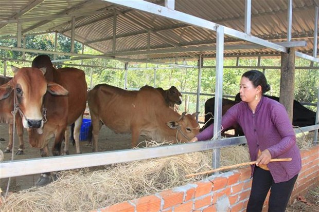 Một hộ gia đình thoát nghèo nhờ vốn vay ưu đãi phát triển nuôi bò. (Ảnh: TTXVN)