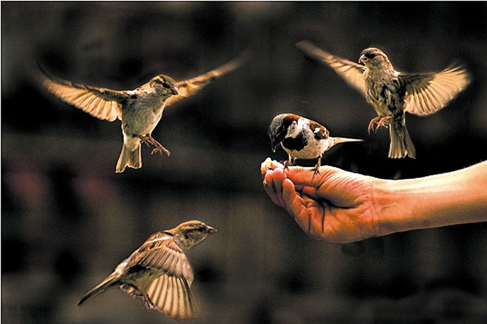 Tiếng chim khuyên mái gọi bầy , kích trống líu hiệu quả - YouTube