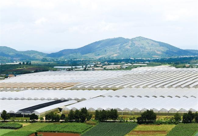 Diện tích sản xuất nông nghiệp ứng dụng công nghệ cao ở Lâm Đồng không ngừng tăng lên trong mấy năm vừa qua Ảnh: VH