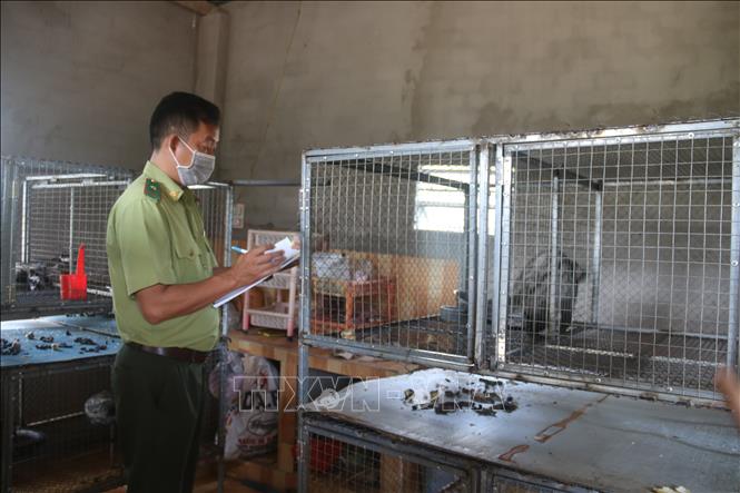 Cán bộ Hạt Kiểm lâm Châu Đức, Bà Rịa – Vũng Tàu kiểm tra cơ sở gây nuôi động vật hoang dã cầy vòi hương trên địa bàn. Ảnh: TTXVN