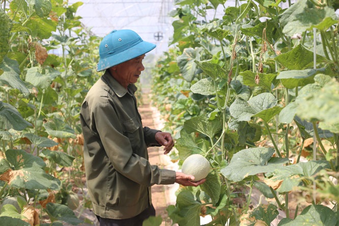 Mô hình trồng rau công nghệ cao tại huyện Ứng Hòa