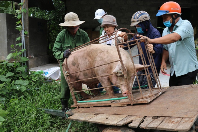 	Con lợn mà bà con các dân tộc huyện Hướng Hóa, Quảng Trị, gửi tới đồng bào vùng dịch