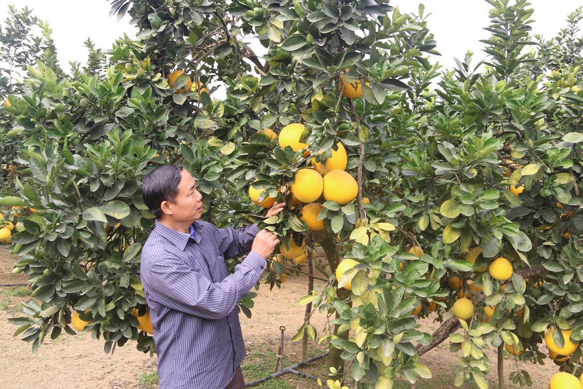 	Bưởi Diễn của HTX nông nghiệp Mỹ Tân được xếp hạng sản phẩm OCOP 3 sao cấp tỉnh Nguồn: ITN