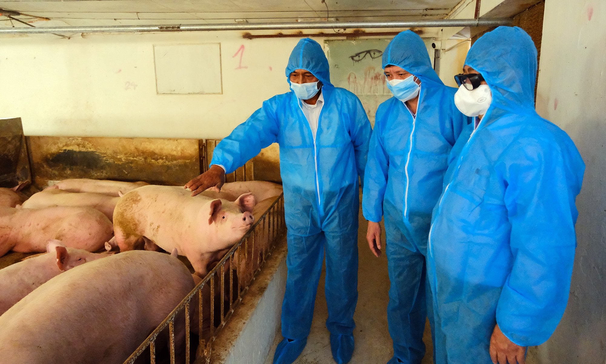 Bộ trưởng Bộ NN và PTNT Lê Minh Hoan hăm trang trại chăn nuôi lợn thịt của HTX chăn nuôi Hoàng Long. 