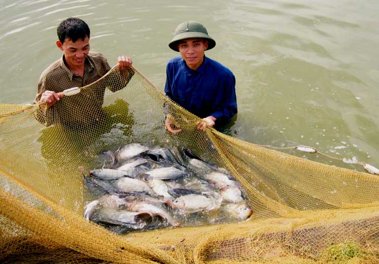 	Trung tâm Khuyến nông Hà Nội đẩy mạnh mô hình nuôi trồng thủy sản VietGAP Nguồn: ITN