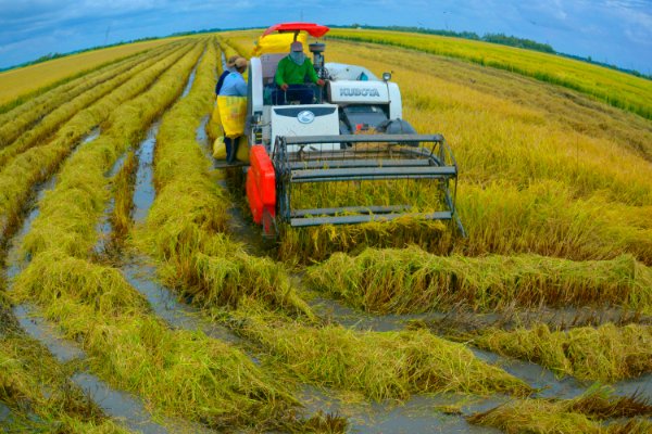 	Năm 2022, ngành nông nghiệp tỉnh Sóc Trăng sẽ tập rrung triển khai dự án lúa đặc sản