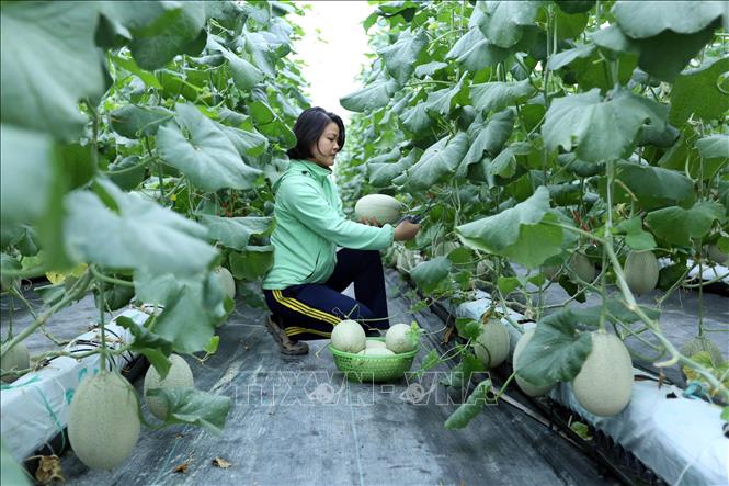 Canh tác nông nghiệp công nghệ cao tại Hợp tác xã rau sạch Yên Dũng Ảnh: TTXVN