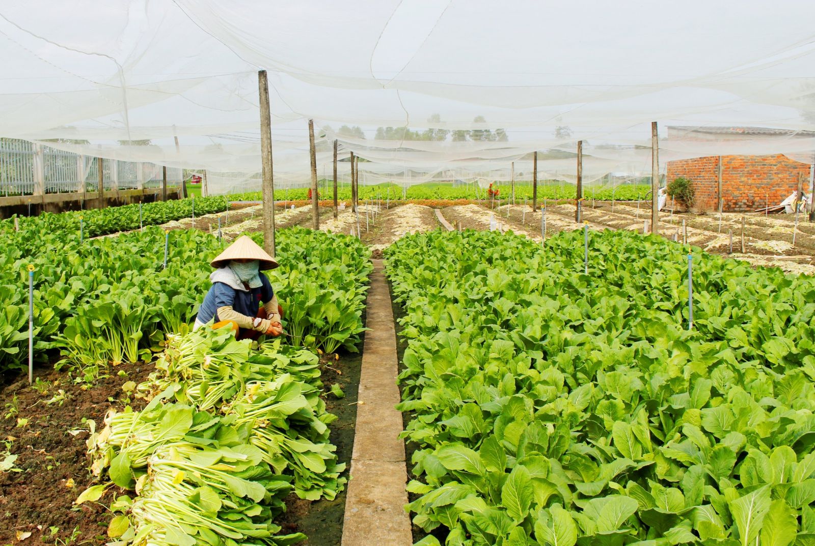 	Sản xuất rau ứng dụng công nghệ cao góp phần tăng thu nhập cho nông dân Nguồn: ITN