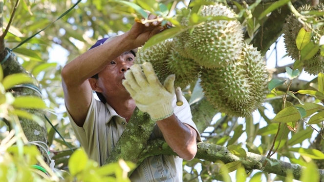 Diện tích cây ăn quả lớn nhất Việt Nam