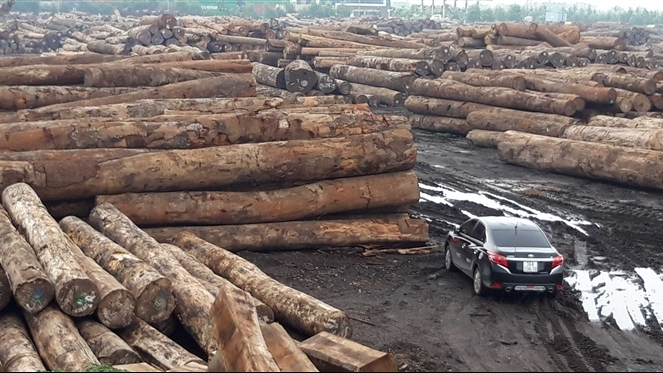 Châu Phi là một trong những thị trường nhập khẩu gỗ chính của Việt Nam. Ảnh ITN 