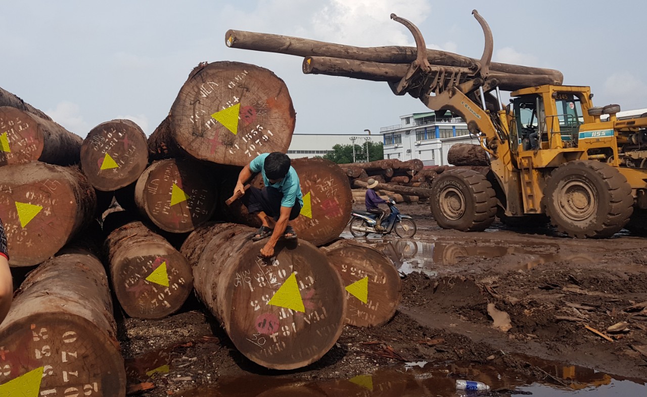 Theo Hiệp hội Gỗ và Lâm sản Việt Nam, mỗi năm, cả nước nhập khẩu hơn 1 triệu m3 gỗ từ châu Phi. Ảnh minh họa ITN