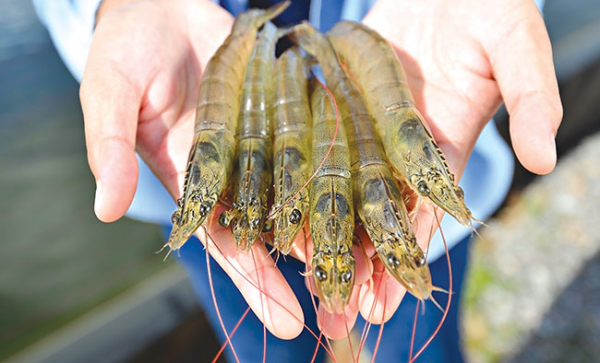 Australia increases shrimp import from Vietnam -0