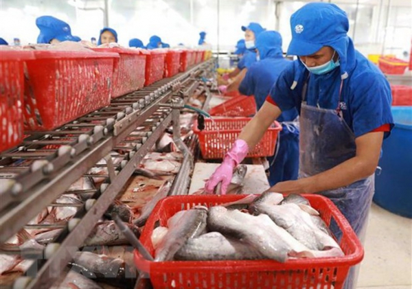 Over 90% of Tra fish on sale in US are from Vietnam -0