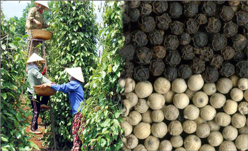 Vietnam remains top global peppercorn exporter -0
