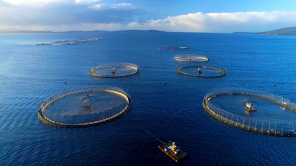 Vietnam eyes 1 billion USD from seaculture product exports by 2025 -0