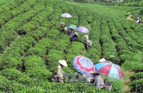 Tea exports earn 50 mln USD in first four months of 2023 -0