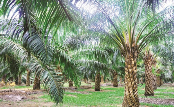Indonesia to expand palm growing area -0