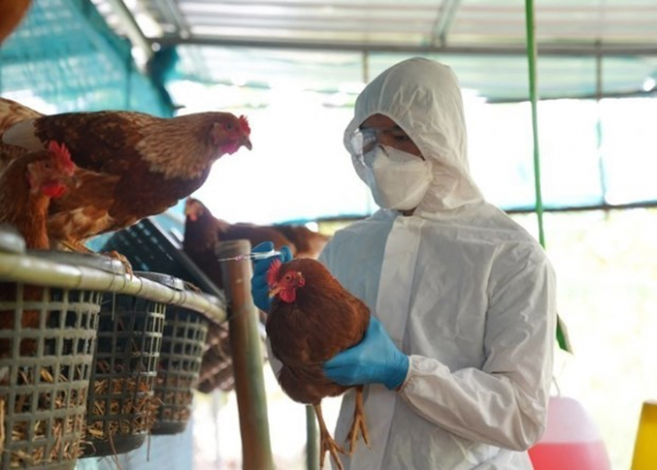 H5N1 bird flu outbreak detected in Laos
 -0