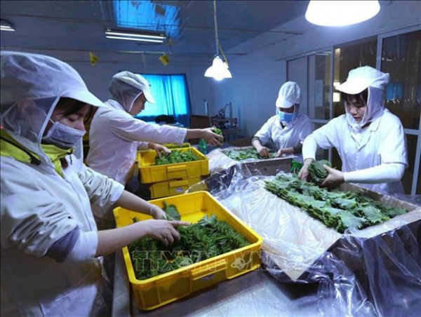 Fruit, vegetable exports see green shoots, targeting 7 billion USD -0