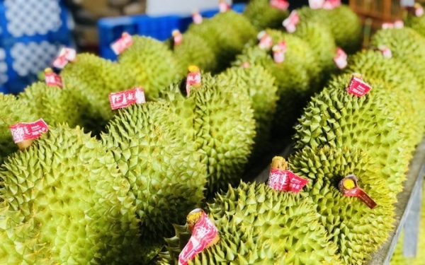 Durian emerging as 'golden fruit' among Vietnam's exports -0