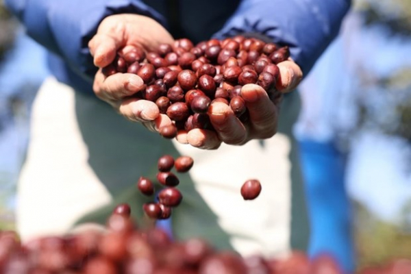 Domestic coffee prices at record high

 -0