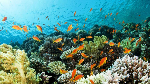Thailand works to conserve coral reefs -0