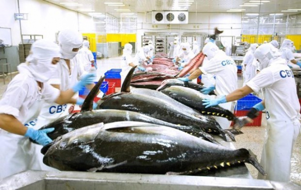 Vietnamese tuna products exported to 80 markets worldwide -0