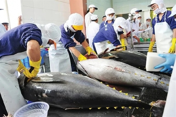 Tuna exports expected to grow by 20 % in H1 -0