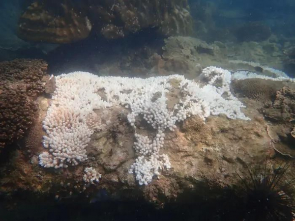 Over 50% of Malaysia’s marine park reefs affected by bleaching  -0