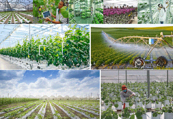 Hà Nội nhân rộng mô hình nông nghiệp ứng dựng công nghệ cao trong sản xuất, chất lượng, tăng giá trị