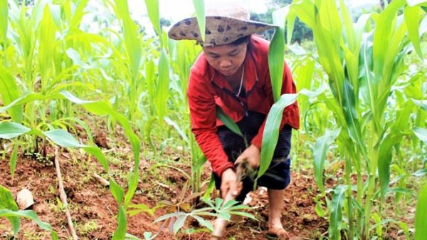 Mô hình trồng ngô lai mang lại hiệu quả kinh tế ở huyện Đakrông​. ảnh A.P
