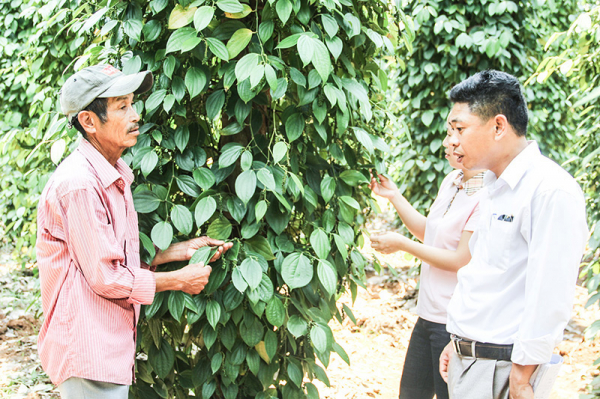 Người dân Quảng Trị tích cực chuyển đổi cơ cấu cây trồng mang lại hiệu quả cao - ảnh HDC
