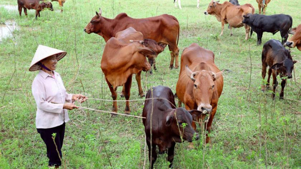 Nghệ An hỗ trợ con giống bò, giúp nông dân tăng thêm thu nhập. Nguồn: ITN