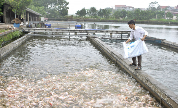 Phát triển thủy sản chất lượng, an toàn là một trong 6 chương trình nông nghiệp trọng điểm của tỉnh Phú Thọ