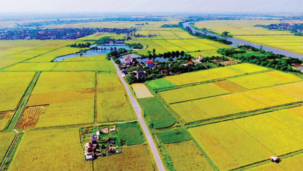 Hạn chế chuyển đổi đất chuyên trồng lúa nước sang đất phi nông nghiệp -0