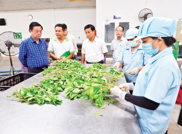 Bộ trưởng Lê Minh Hoan và đoàn công tác khảo sát sản xuất rau sạch tại trang trại WinEco
