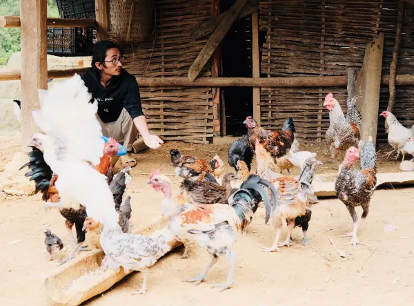 Trong dự án Ná Nả, Khang A Tủa là người khôi phục giống gà xương đen của người Mông - Ảnh:  NVCC