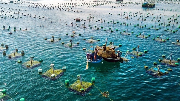 Ưu tiên, coi trọng vấn đề bảo vệ môi trường trong nuôi trồng thủy sản 