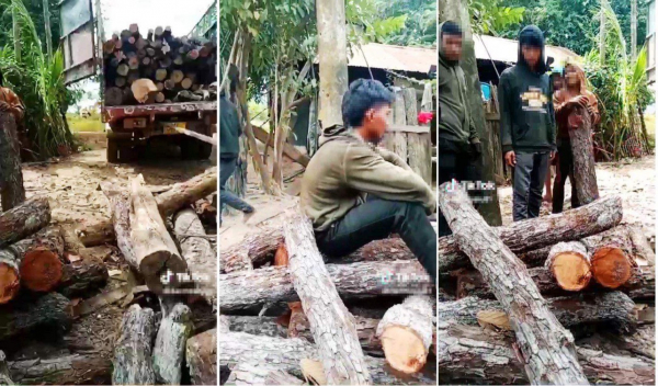 Băm gỗ xuất khẩu, rừng tự nhiên tại Gia Lai đang thành củi vụn -0